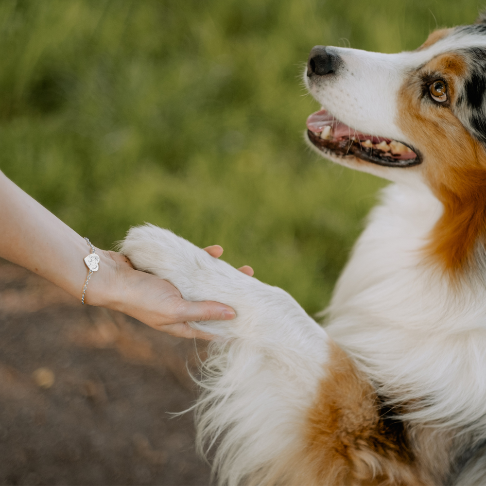 Silbernes Armband mit Berner Sennenhund